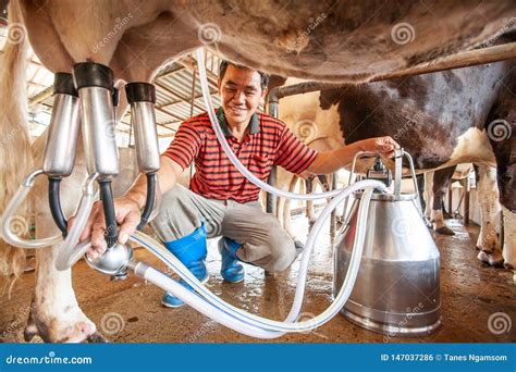 Male Asian Milker Milking A Cow With A Milking Machine Livestock Barn Local Farm Close Wide