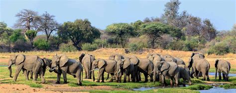 reasons to visit ruaha national park ruaha national park tanzania