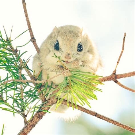 But you just can't take a heart cell and start the process over, maybe turning it into a brain cell. 7 Adorable Animals Found Only in Japan - Gallery | eBaum's ...