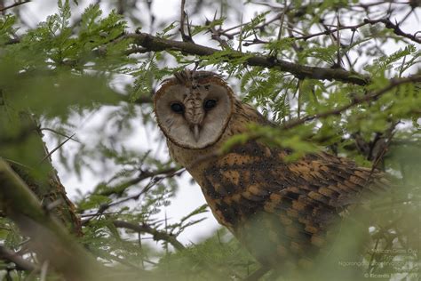 African Grass Owl Tyto Capensis Ngorongoro Conservation … Flickr