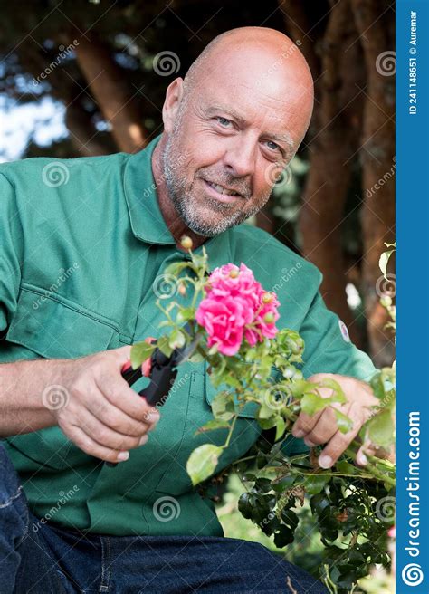 Mature Gardener Cutting Flowers In Garden Stock Image Image Of Active