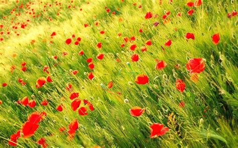 Grass And Flower Wallpapers Top Free Grass And Flower Backgrounds