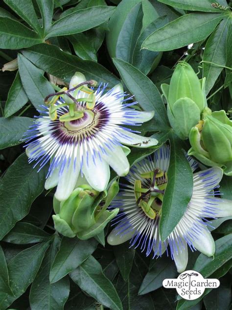 Passion Flower Passiflora Caerulea Blue Hardy Plant