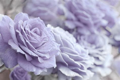 All The Lavender Roses Photograph By Jennie Marie Schell