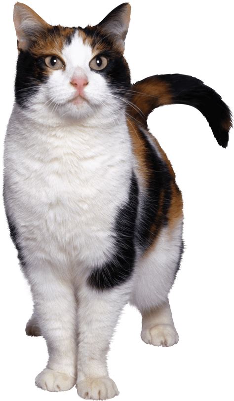 Cat Looking White Brown Transparent Png Stickpng