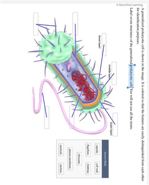 Solved A Generalized Prokaryotic Cell Is Shown In The Image