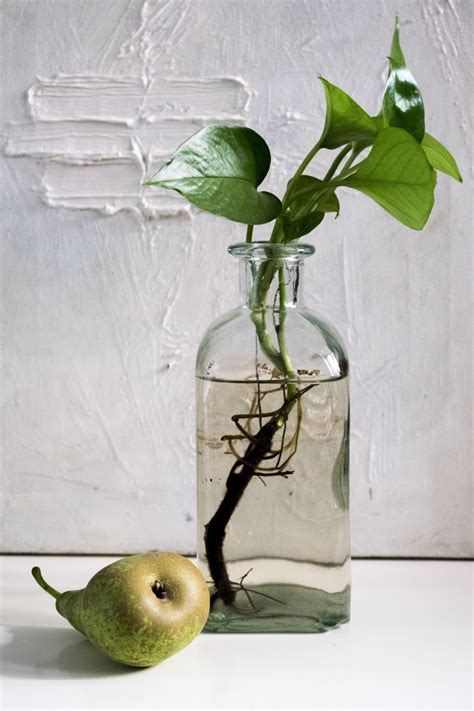 Free Images Water Branch Light Glass Vase Food Green Produce