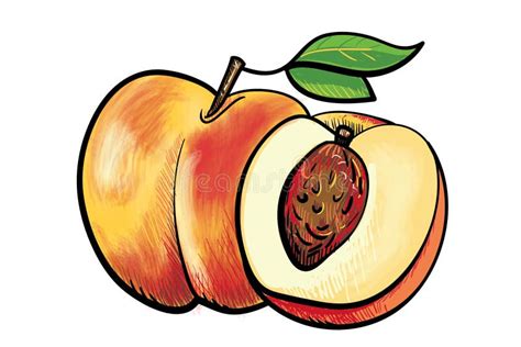 Two Handdrawn Peaches Stock Vector Illustration Of Ripe 85854801