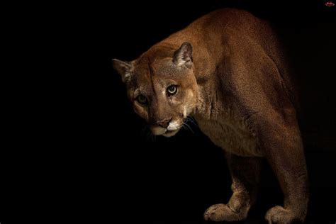 Cougar Hd Wallpaper Background Image 1920x1280