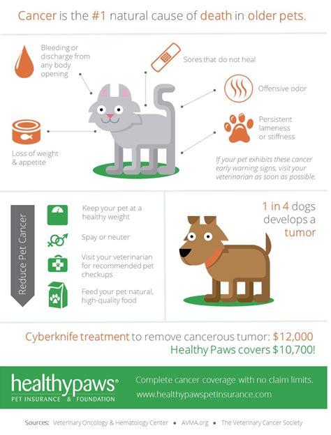 What You Need To Know About Cancer And Pet Insurance Healthy Paws Pet