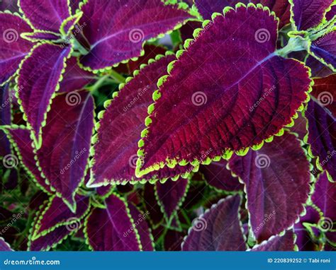 A Purple Leaf Coleus Plant Stock Photo Image Of Branch Coleus