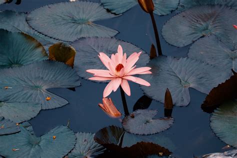 White And Pink Lotus Flower Photo Free Plant Image On Unsplash