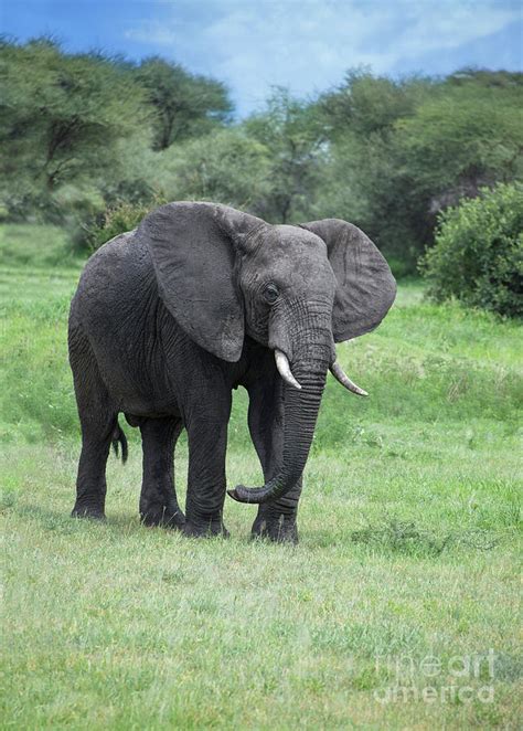 African Bull Elephant Walking Through Meadow Tanzania Africa