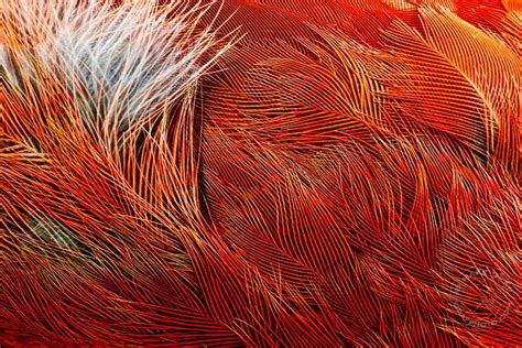 Northern Cardinal Feathers Notes From The Woods Abstract Nature Art