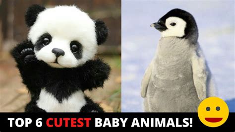 Top 30 Cutest Animals
