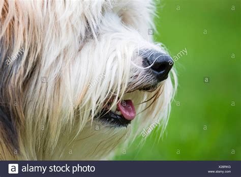 Profile Lateral View High Resolution Stock Photography And Images Alamy