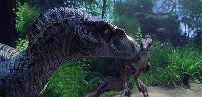 Jurassic Park Velociraptor Velociraptors Raptor Eat Raptors