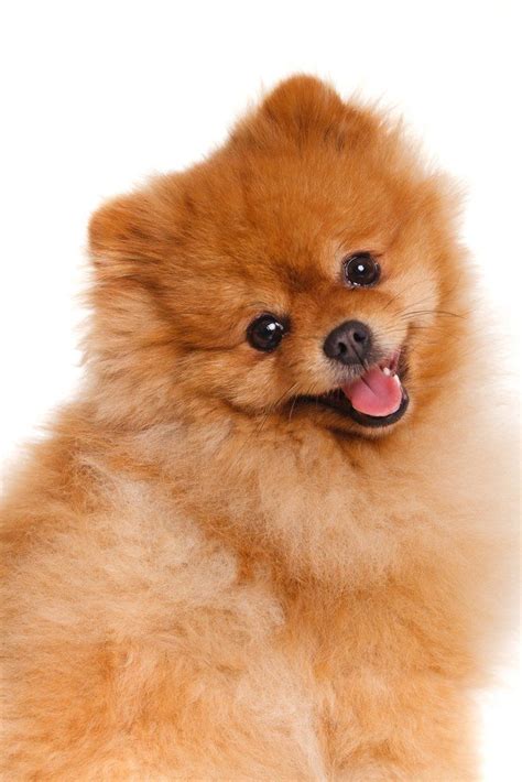 Pomeranian Happy Animals World Cutest Dog Pomeranian
