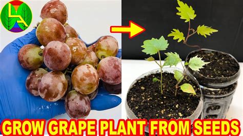 How To Grow Grape Plants From Seeds Youtube