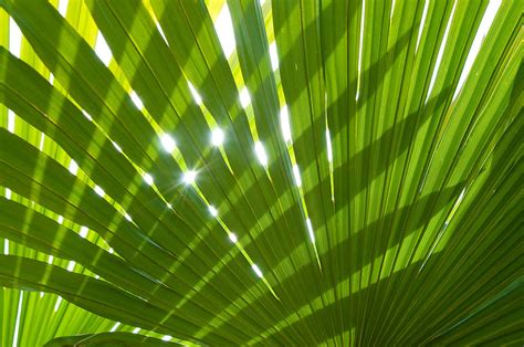 Tropical Palm Leaf Photograph By Amanda Elwell