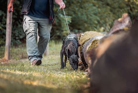 Kun Je Japanse Duizendknoop Opsporen Met Een Speurhond Wur