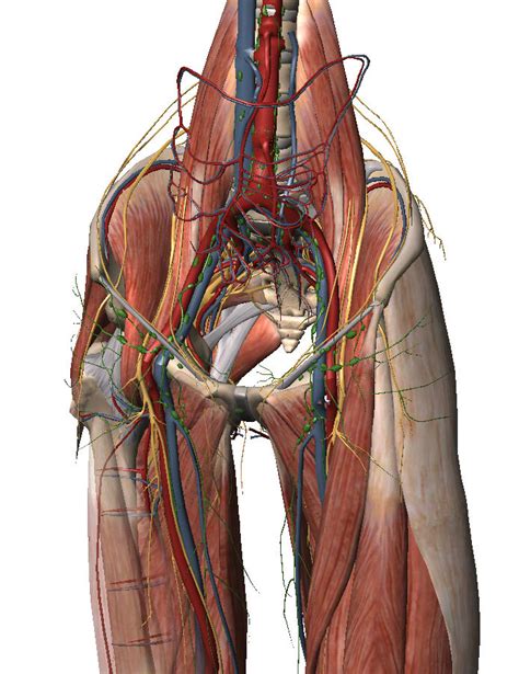 Muscles of the hip anatomy pictures and information. groin - The Sports Physio