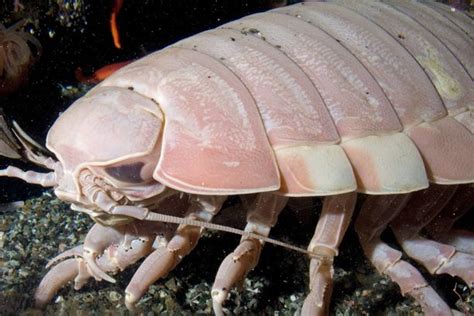 Aquarium Of The Pacific Online Learning Center Giant Isopod
