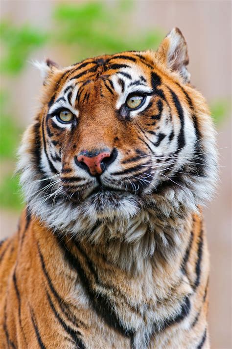 Sumatran Tigress Looking On The Side Wild Cats Big Cats Animals