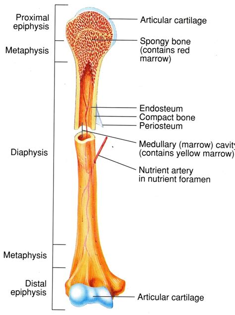 Cross Section Of A Long Bone Humerus Bone Tissue Amboss The Femur