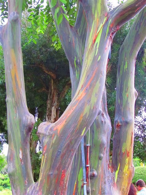 Rainbow Eucalyptus ~ Hana Maui Hawaii The Unusual Phenomenon Is