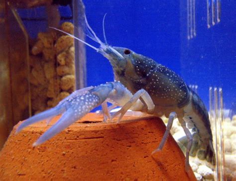 Memperhatikan makanan udang hias air tawar pada saat membudidayakan haruslah telaten. 6 GENG SUKA MANCING: BERKENALAN DENGAN UDANG KARA (BAKARA ...