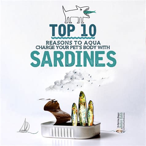 Rather than giving in to a sardine addict and replacing its balanced breakfast with a dish of sardines, mash a little sardine into the cat food and return your cat to a balanced diet by gradually. Top 10 Reasons Cats Need Sardines In Their Diet! | CatCentric