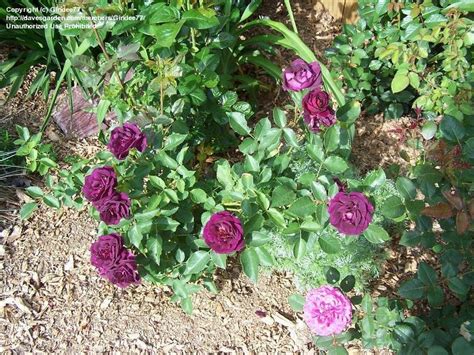 Plantfiles Pictures Shrub Rose Midnight Blue Rosa By