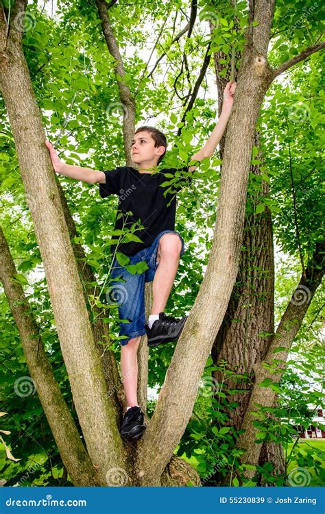 Boy Climbing Tree Looking To Left Stock Image Image Of Trees Climb