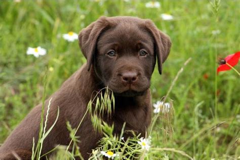 Kleine hunderassen hunderassen mittelgroß große hunderassen riesenhunderassen. Süße Labrador Welpen suchen neues liebevolles Zuhause! in ...
