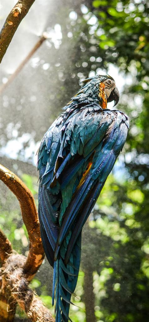 Latest Macaw Iphone Hd Wallpapers Ilikewallpaper