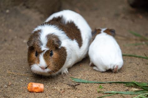 Why Are Guinea Pigs So Scared 9 Tips To Help Mercury Pets