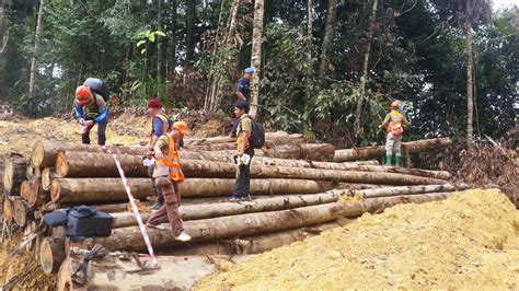 Effects Of Illegal Logging In Indonesia