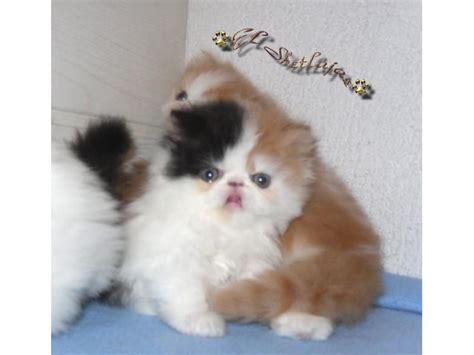 Playful Persian Kittens For Adoption Watsaap At 971586625302 Pets