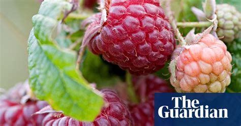 How To Grow Berries Life And Style The Guardian