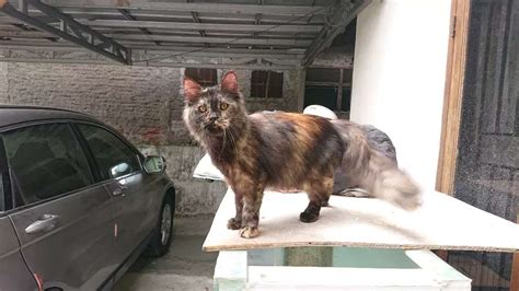 Kucing Kitten Persia Mix Mainecoon Anggora Peaknose Flatnose