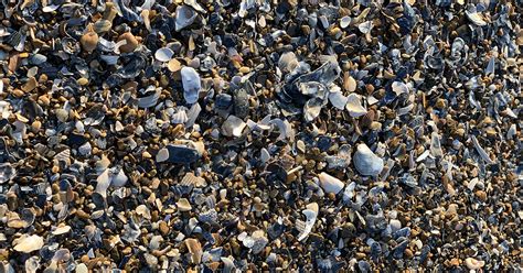 A Guide To Shelling On The Outer Banks Twiddy Blog