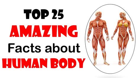 25 amazing facts about the human body facts fun facts natural cure and care tips youtube