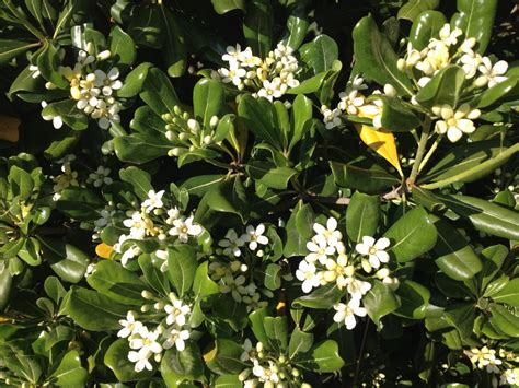 What Is This Bush With Fragrant White Flowers