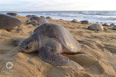 Thousands Of Sea Turtles Lay Million Eggs In India Amid Zublu