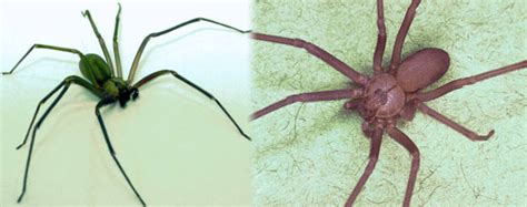 What You May Not See In Brown Recluse Pictures. 8 Notables