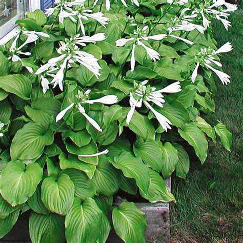 White Christmas Hosta The Home Garden