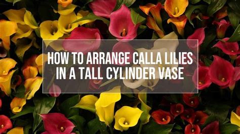 How To Arrange Calla Lilies In A Tall Cylinder Vase Calla Lily