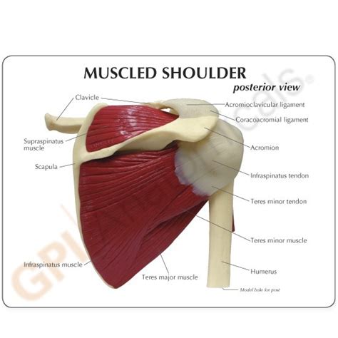 Anatomical Model Muscled Shoulder