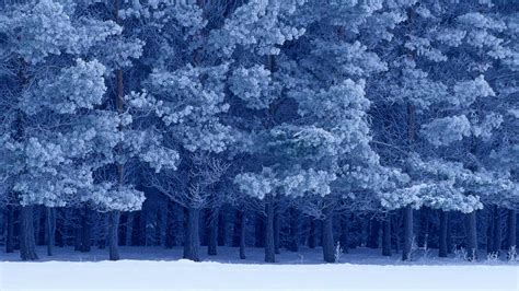 Bing Winter Wallpapers Top Free Bing Winter Backgrounds